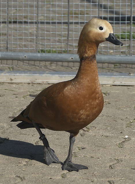 以确保内容